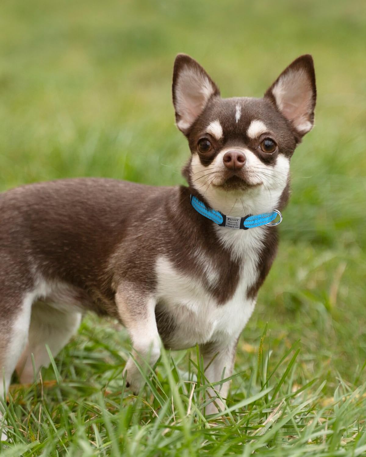 TagME Dog Collars for Small Dogs, Reflective Nylon Pet Collar with Quick Release Buckle, Small Dog Collar for Boys, Sky Blue, 3/8" Width