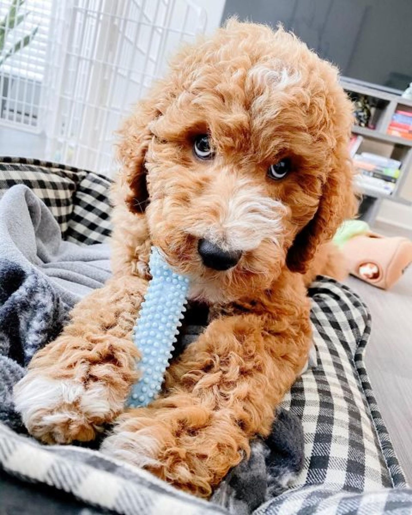 Nylabone Puppy Chew Toys & Natural Treat Triple Pack, Puppy Enrichment Teething Toys, Blue, Chicken & Bacon Flavor, Small Dogs - Up to 25 Ibs, 3 Pack