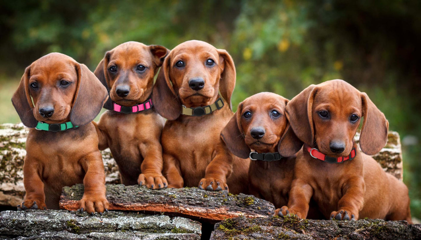 20 Pack Puppy Collars,Puppy Collars for Small Puppies Litter Safety Buckle Soft Nylon Whelping Collars Newborn Puppy Collars for Litter Puppies Collars(S)