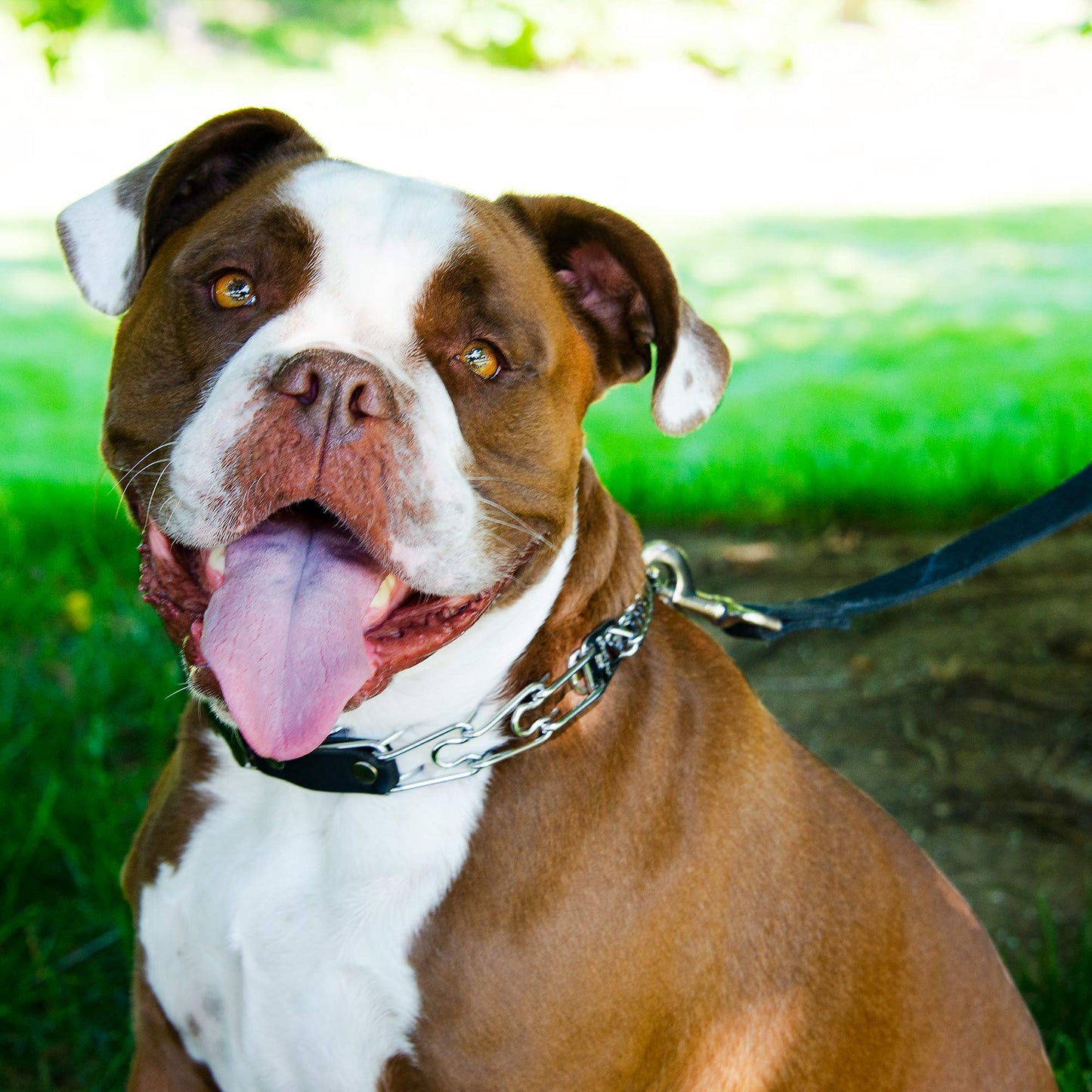 Herm Sprenger 2.25mm Prong Collar for Dog Training Adjustable Length & Easy Quick Release Buckle for Small/Medium Dogs (13-19" Neck)