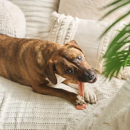 SPOT Bam-Bones Plus T-Bone, Bamboo Fiber & Nylon Dog Chew, Durable for Aggressive Chewers, Non-Splintering, for Adult Dogs & Teething Puppies Under 60lbs, 6in, Beef Flavor