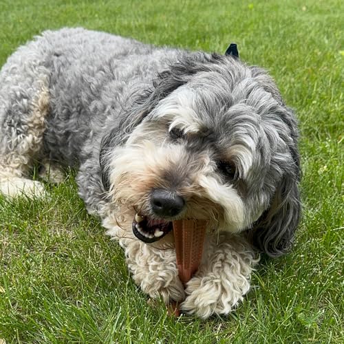 SPOT Bam-Bones Plus T-Bone, Bamboo Fiber & Nylon Dog Chew, Durable for Aggressive Chewers, Non-Splintering, for Adult Dogs & Teething Puppies Under 60lbs, 6in, Beef Flavor