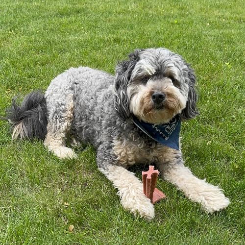 SPOT Bam-Bones Plus T-Bone, Bamboo Fiber & Nylon Dog Chew, Durable for Aggressive Chewers, Non-Splintering, for Adult Dogs & Teething Puppies Under 60lbs, 6in, Beef Flavor