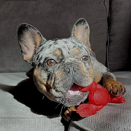 Nylabone Lobster Power Chew Toy for Dogs, Dog Toys for Aggressive Chewers, Filet Mignon Flavor, Small Dogs - Up to 25 Ibs, 1 Count