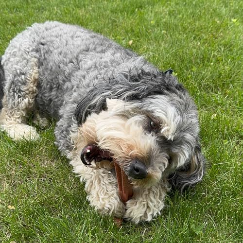 SPOT Bam-Bones Plus T-Bone, Bamboo Fiber & Nylon Dog Chew, Durable for Aggressive Chewers, Non-Splintering, for Adult Dogs & Teething Puppies Under 60lbs, 6in, Beef Flavor