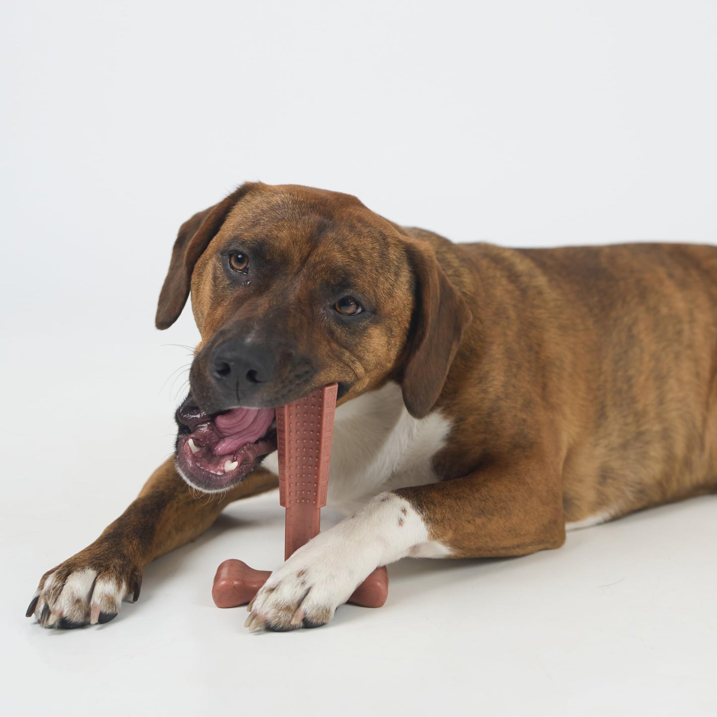 SPOT Bam-Bones Plus T-Bone, Bamboo Fiber & Nylon Dog Chew, Durable for Aggressive Chewers, Non-Splintering, for Adult Dogs & Teething Puppies Under 60lbs, 6in, Beef Flavor