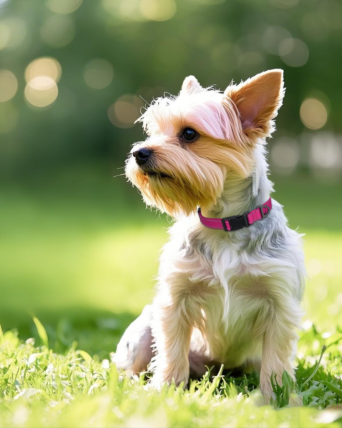 Joytale Small Dog Collar, Reflective and Adjustable Nylon Collar with Quick-Release Buckle, Lightweight No-Choke Design for Small Dogs, Hotpink, 5/8" Width