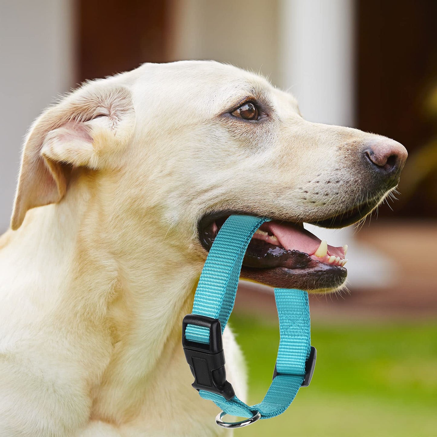 Buryeah 12 Pieces Adjustable Dog Collar Bulk, Nylon Puppy Dog Collars with Quick Release Buckle Collar Bulk for Pets Walking Running Training, Medium(Mixed Colors)