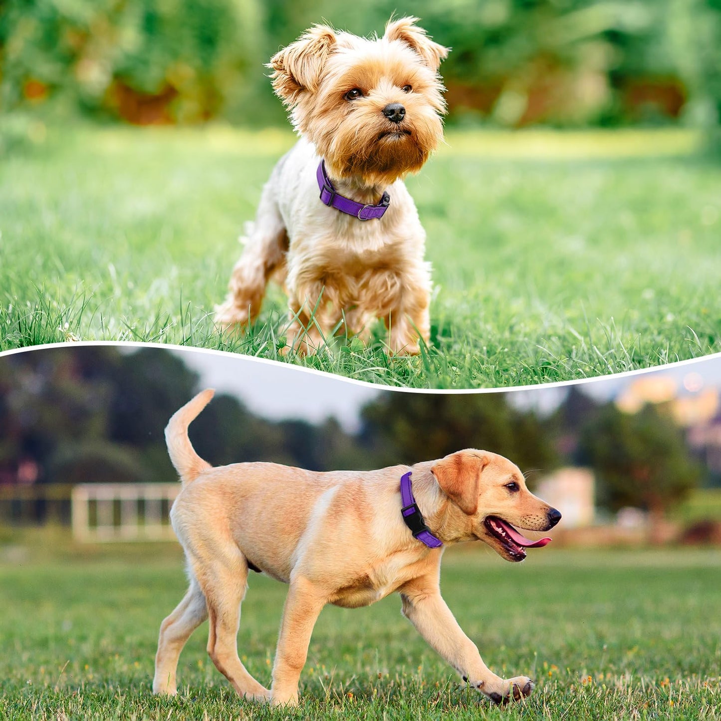 PenSeepet Reflective Dog Collar Padded with Soft Neoprene Breathable Quick Release Basic Dog Collars for Large Dogs Purple Girl