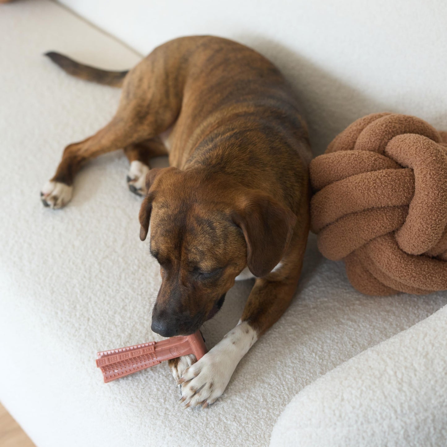 SPOT Bam-Bones Plus T-Bone, Bamboo Fiber & Nylon Dog Chew, Durable for Aggressive Chewers, Non-Splintering, for Adult Dogs & Teething Puppies Under 60lbs, 6in, Beef Flavor