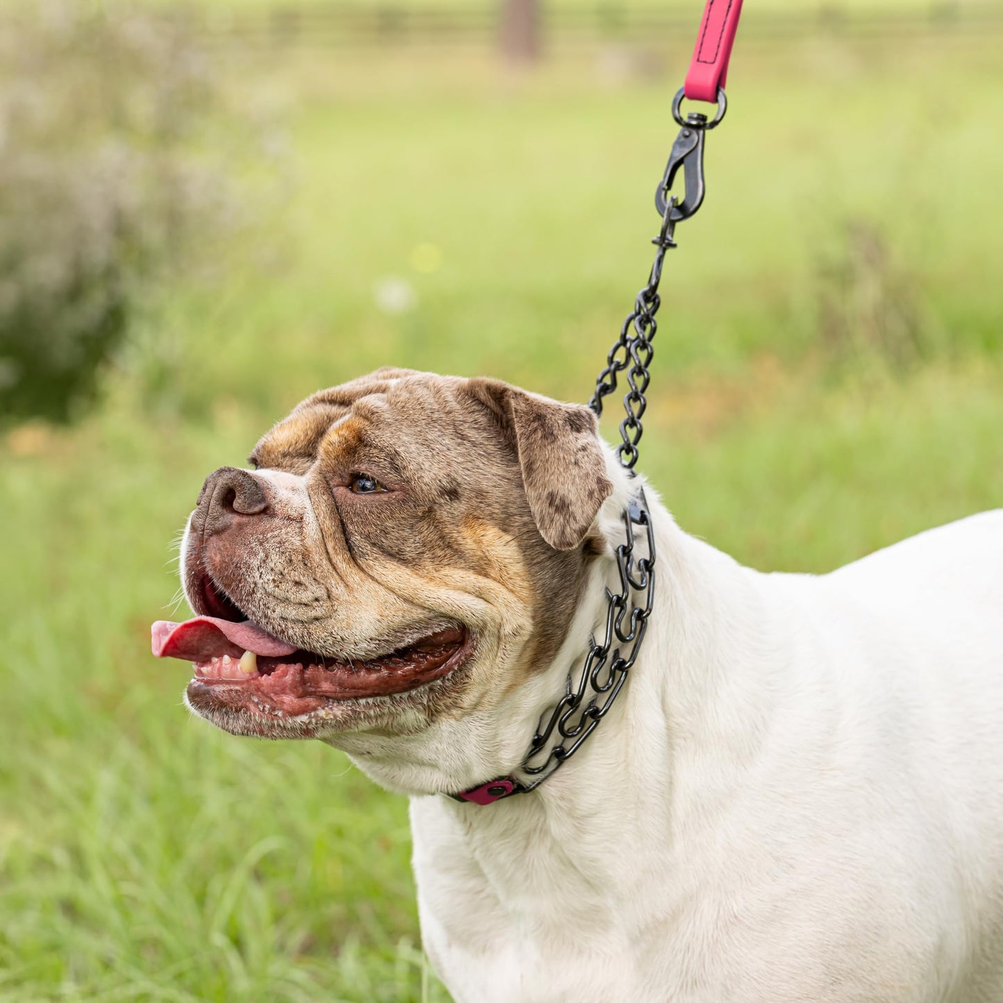 Herm Sprenger Black Stainless Steel Dog Collar with Short Links and Quick Release ClicLock Buckle and Biothane Insert Made in Germany 20in x 3.0mm (Neck Size up to 16-17in) (Passionfruit Pink)