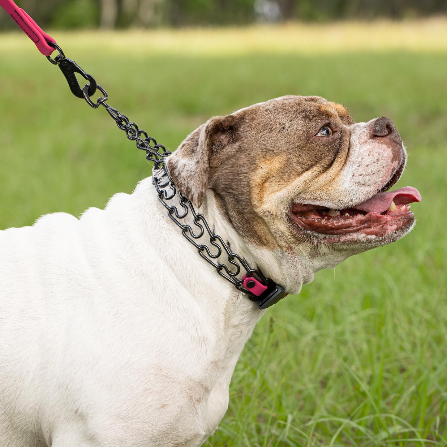 Herm Sprenger Black Stainless Steel Dog Collar with Short Links and Quick Release ClicLock Buckle and Biothane Insert Made in Germany 20in x 3.0mm (Neck Size up to 16-17in) (Passionfruit Pink)