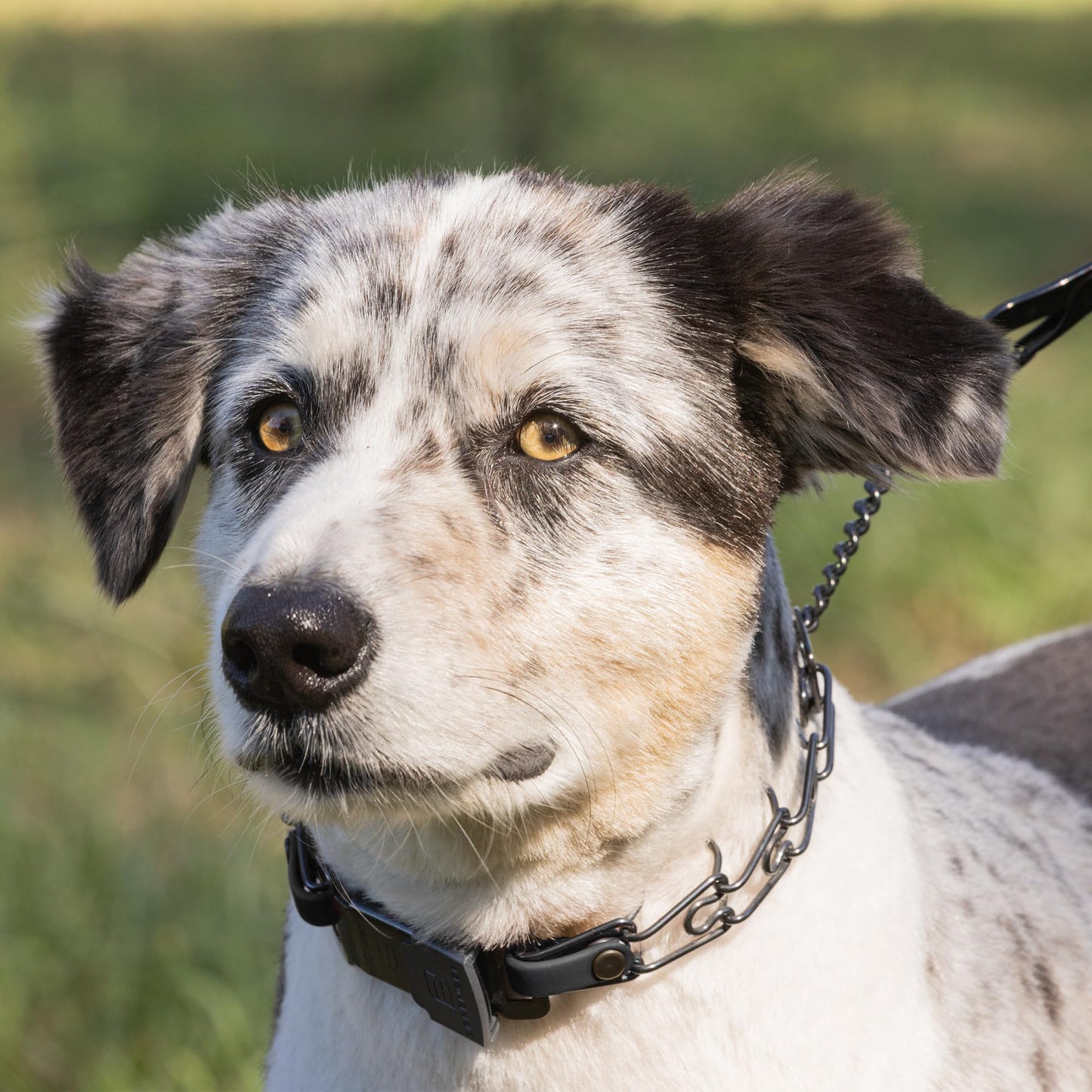 Herm Sprenger Black Stainless Steel Dog Collar with Quick Release ClicLock Buckle and Biothane Insert Training Collar Made in Germany (Black, 16in x 2.25mm(Neck Size up to 13-14in))