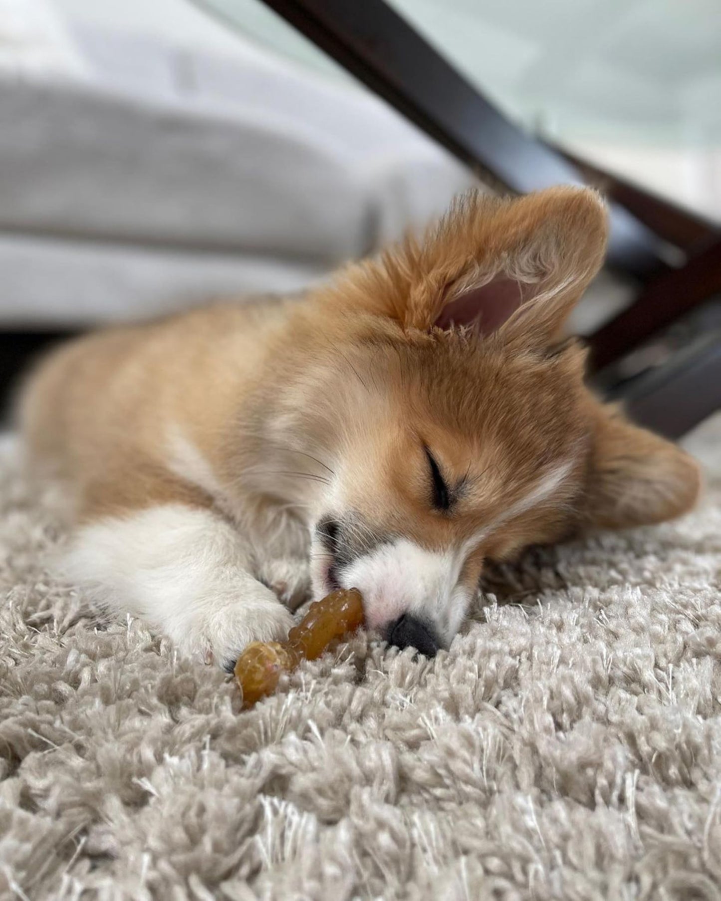 Nylabone Ring Bone Chew Toy for Puppies, Puppy Teething Toys, Puppy Enrichment Toys, Chicken Flavor, X-Small Dogs - Up to 15 lbs, 1 Count