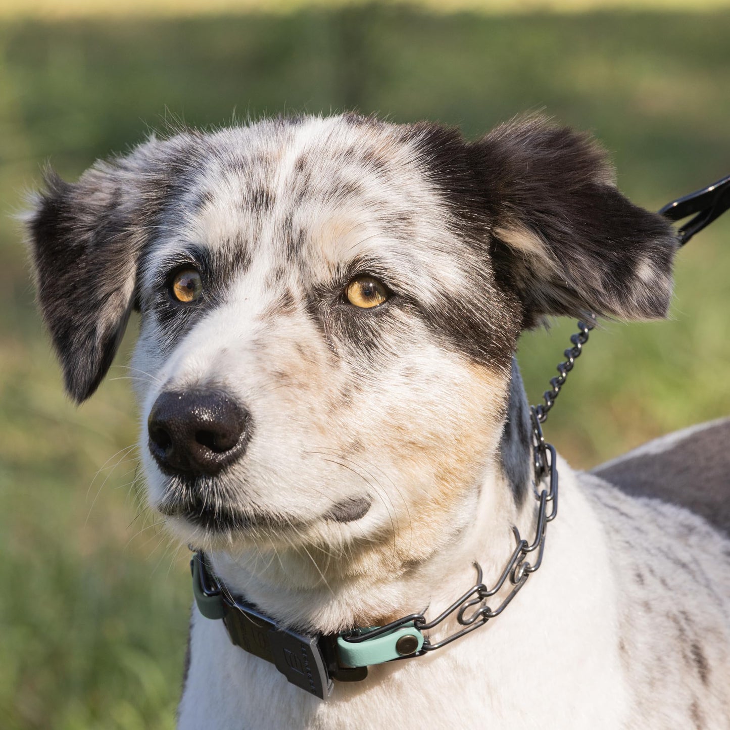 Herm Sprenger Black Stainless Steel Dog Collar with Quick Release ClicLock Buckle and Biothane Insert Training Collar Made in Germany (Sage Green, 16in x 2.25mm(Neck Size up to 13-14in))