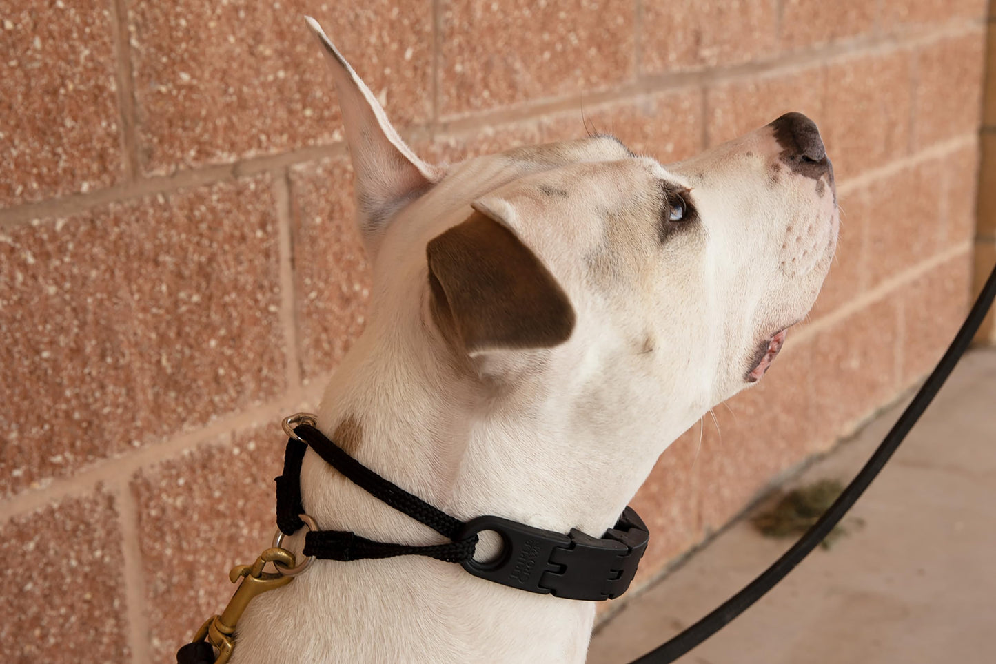 Starmark Pro-Training Dog Collar Large