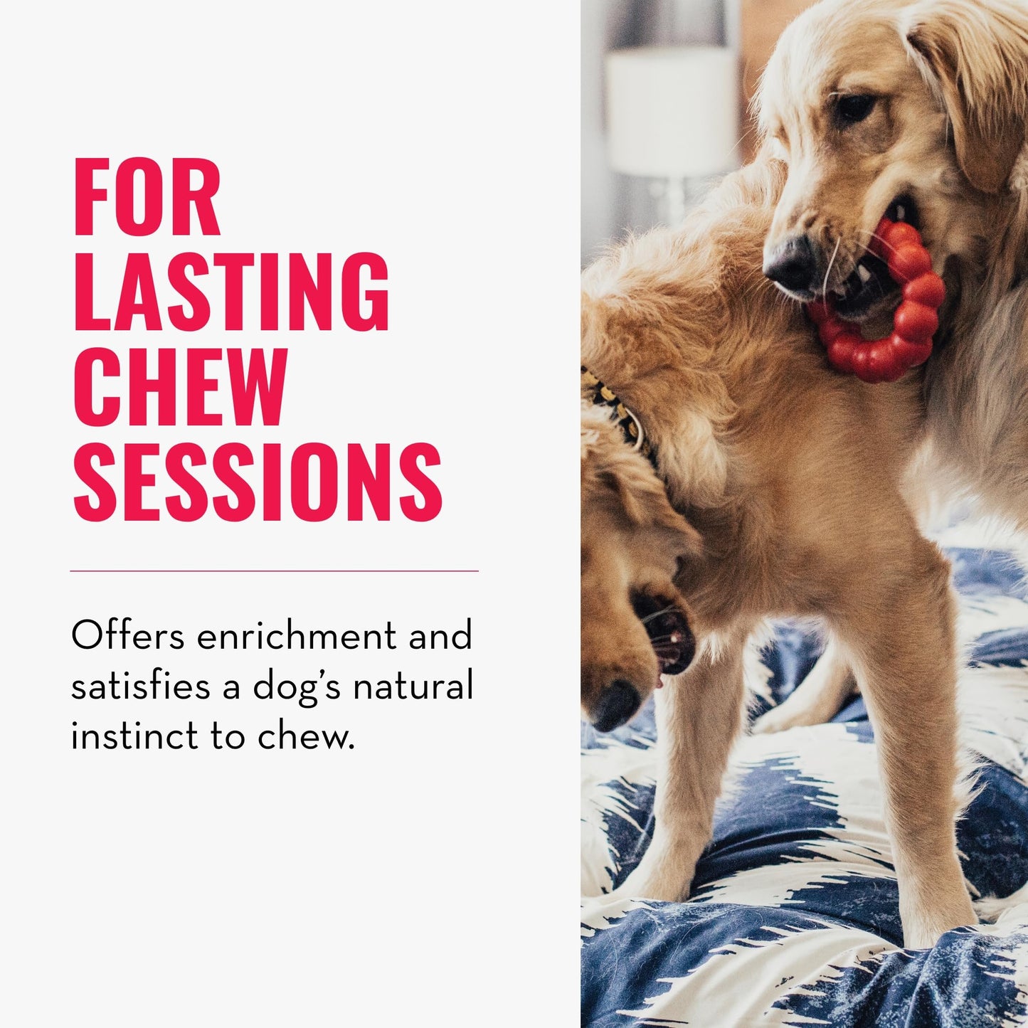 KONG Ring - Natural Rubber Ring Toy for Healthy Chewing Habits - Chew Toy Supports Dog Dental Health - Dog Toy Supports Instincts During Playtime - for Small/Medium Dogs