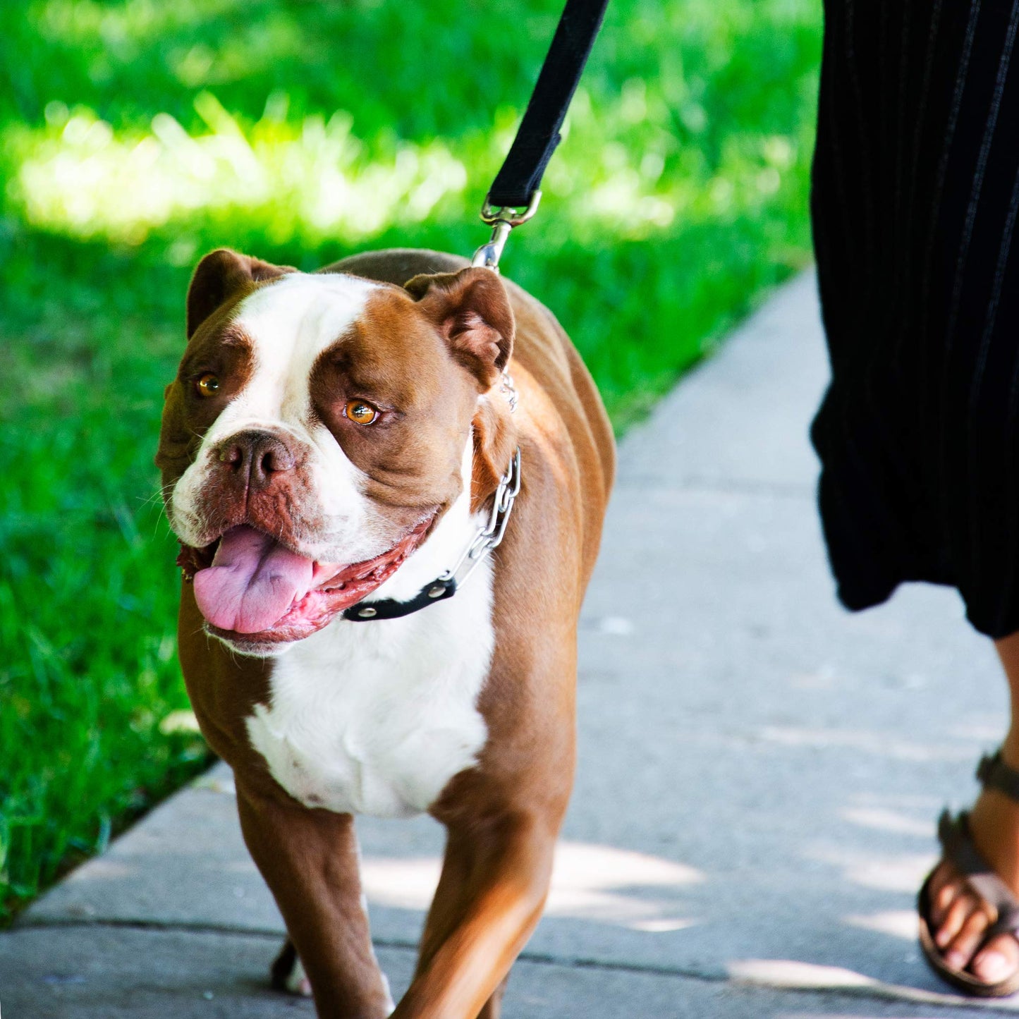 Herm Sprenger 2.25mm Prong Collar for Dog Training Adjustable Length & Easy Quick Release Buckle for Small/Medium Dogs (13-19" Neck)