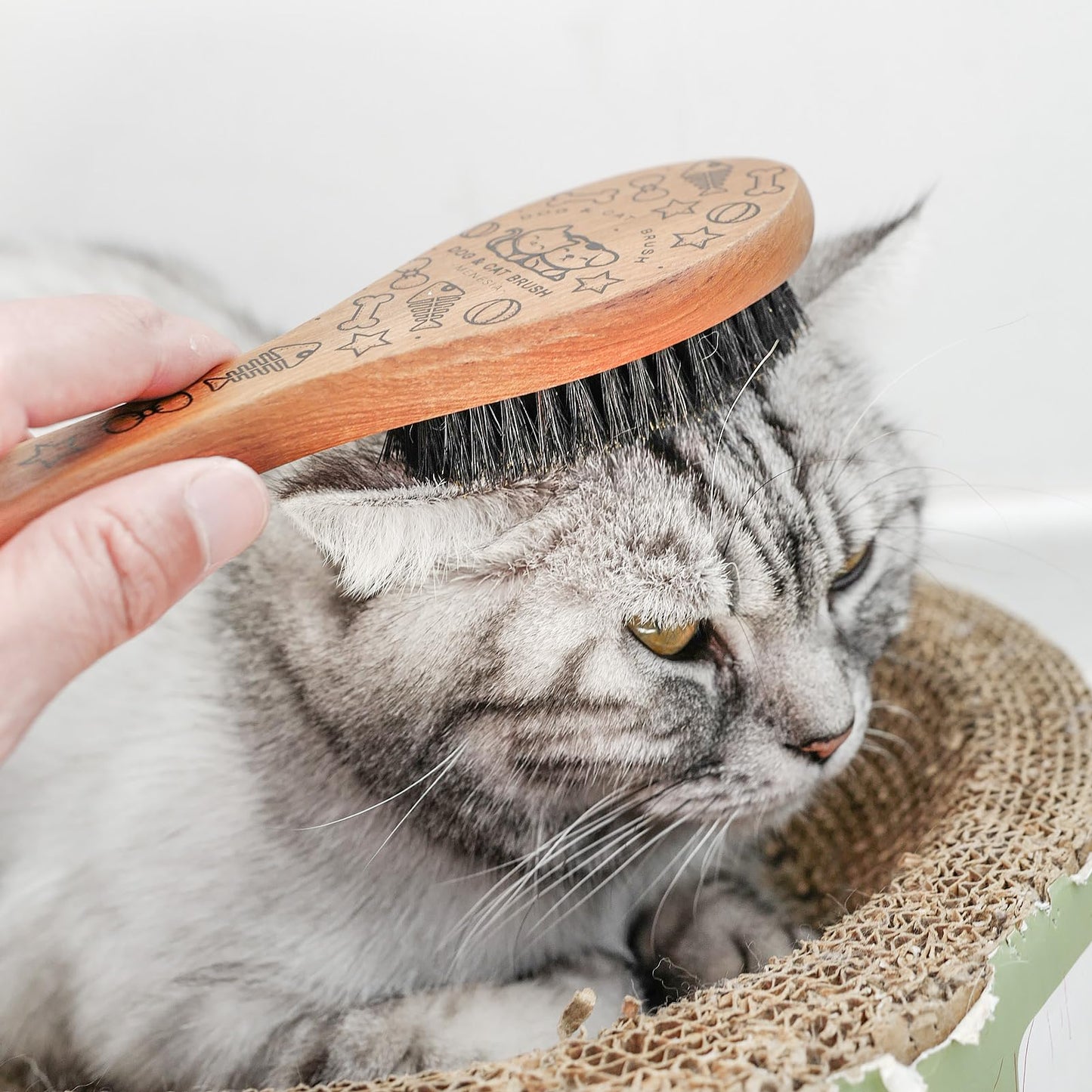 Menesia Pet Soft Brush with Wood Handle and Boar Bristle Hair - Soft Cat and Dog Grooming Brush for Short Hair Cats and Small Dogs - Gentle Massage and Dandruff Removal (Cat)