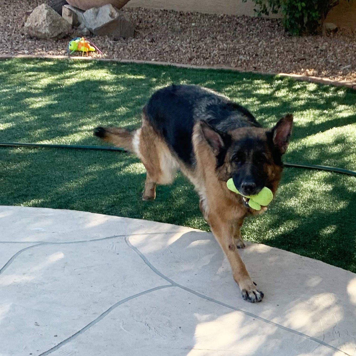 Jalousie 18 Pack Dog Squeaky Toys Cute Stuffed Pet Plush Puppy Chew for Small Medium Pets - Bulk