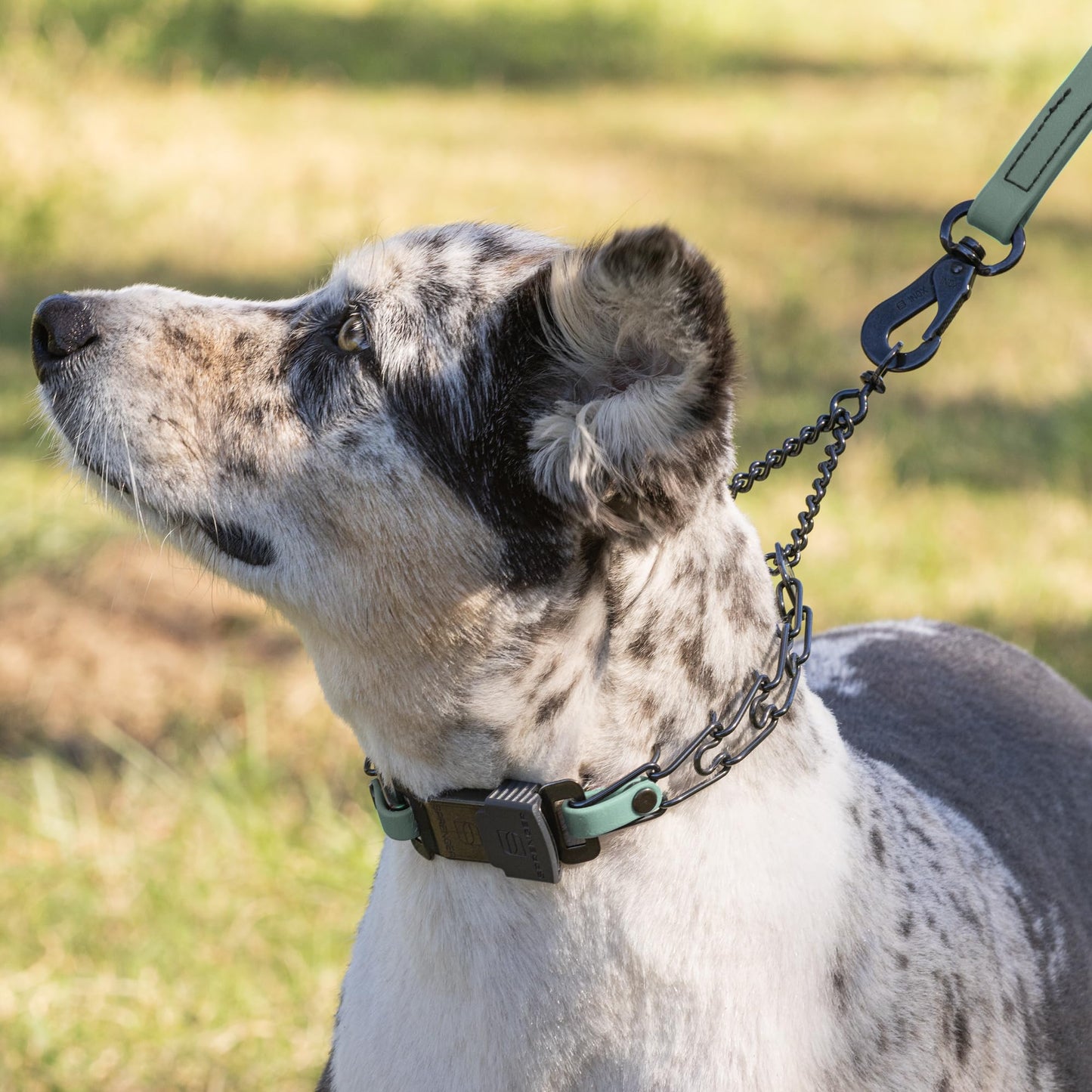 Herm Sprenger Black Stainless Steel Dog Collar with Quick Release ClicLock Buckle and Biothane Insert Training Collar Made in Germany (Sage Green, 16in x 2.25mm(Neck Size up to 13-14in))