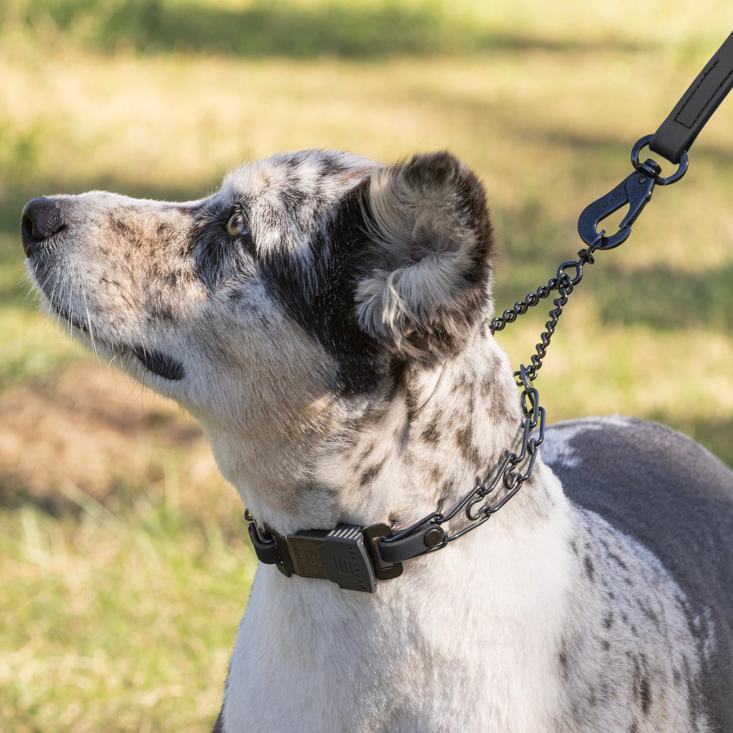 Herm Sprenger Black Stainless Steel Dog Collar with Quick Release ClicLock Buckle and Biothane Insert Training Collar Made in Germany (Black, 16in x 2.25mm(Neck Size up to 13-14in))