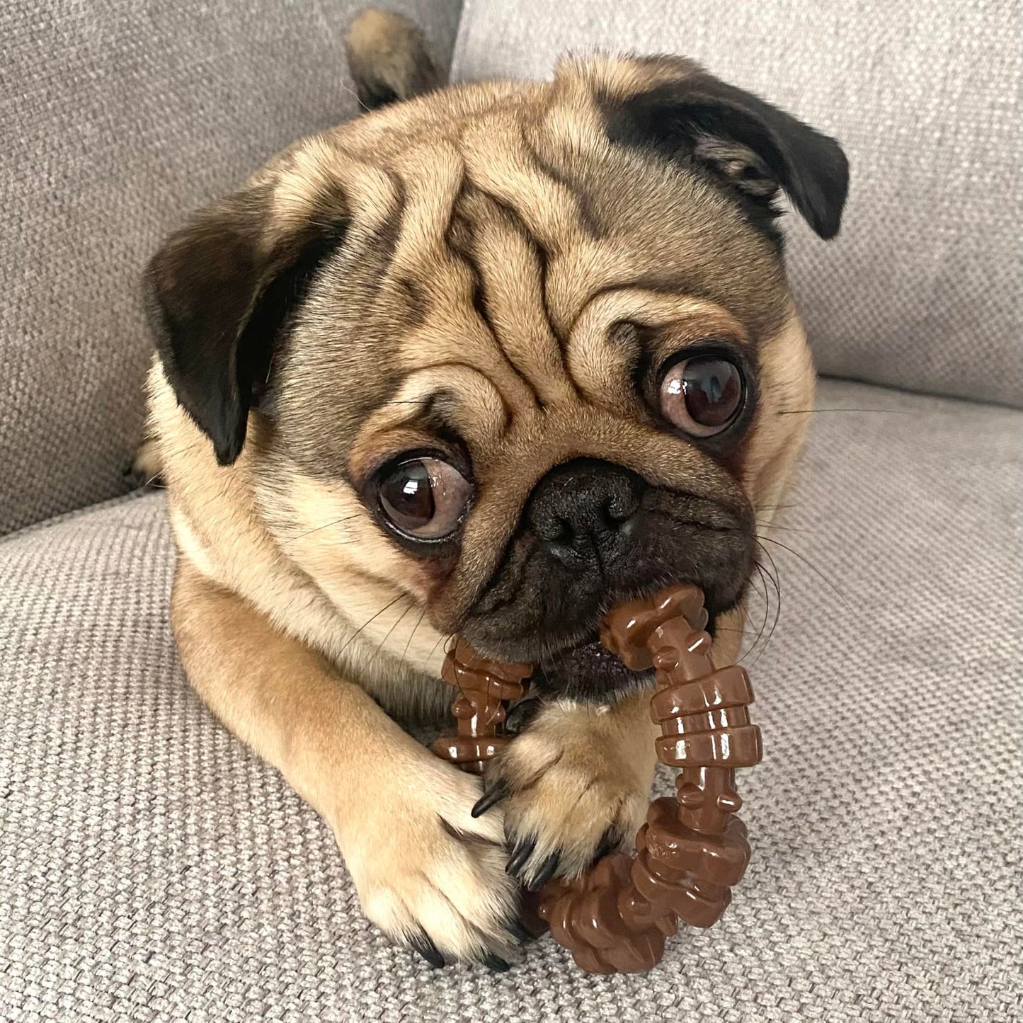 Nylabone Textured Ring Power Chew Toy for Small Dogs, Durable Dog Toys for Aggressive Chewers, Strong Dog Chew Bones To Keep Them Busy, Flavor Medley, Small - Up to 25 lbs, 1 Count