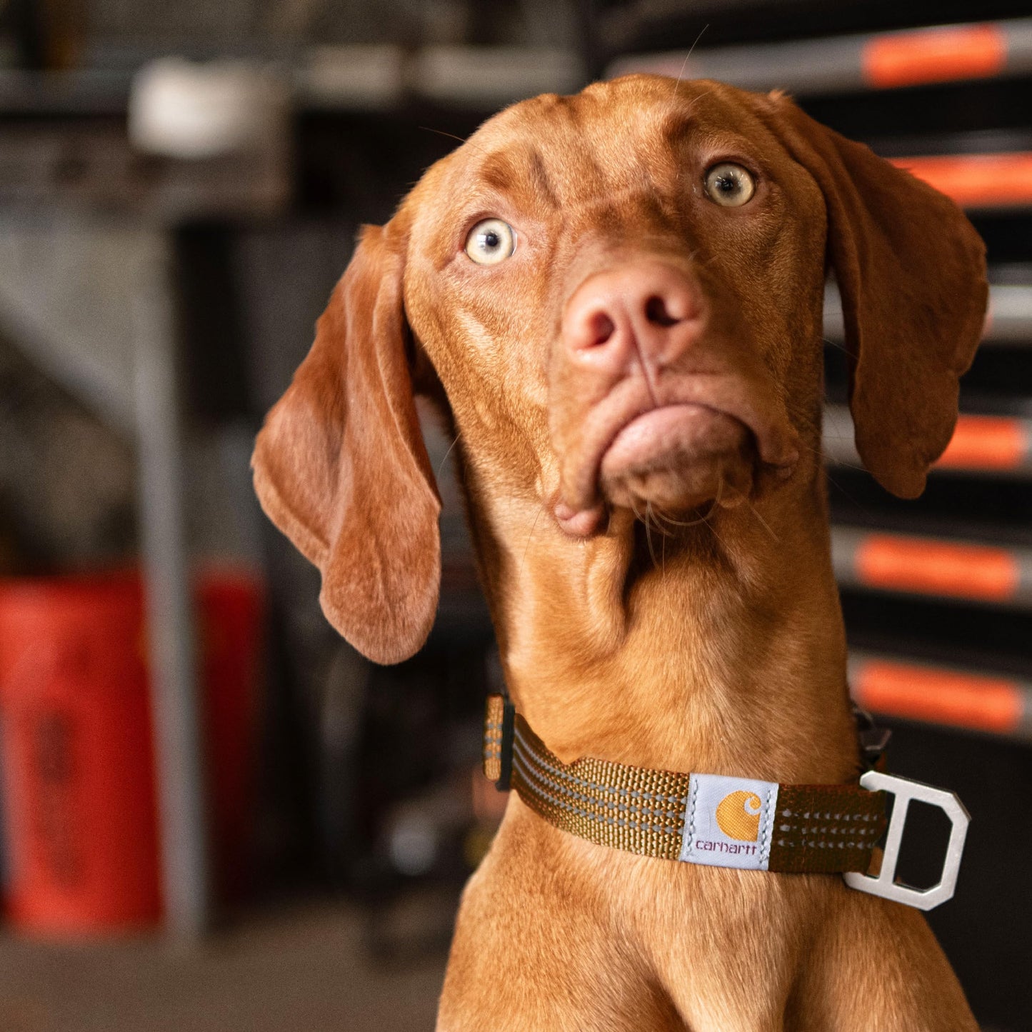 Carhartt Fully Adjustable Nylon Webbing Collars for Dogs, Reflective Stitching for Visibility, Light Moss (Nylon Webbing), Large