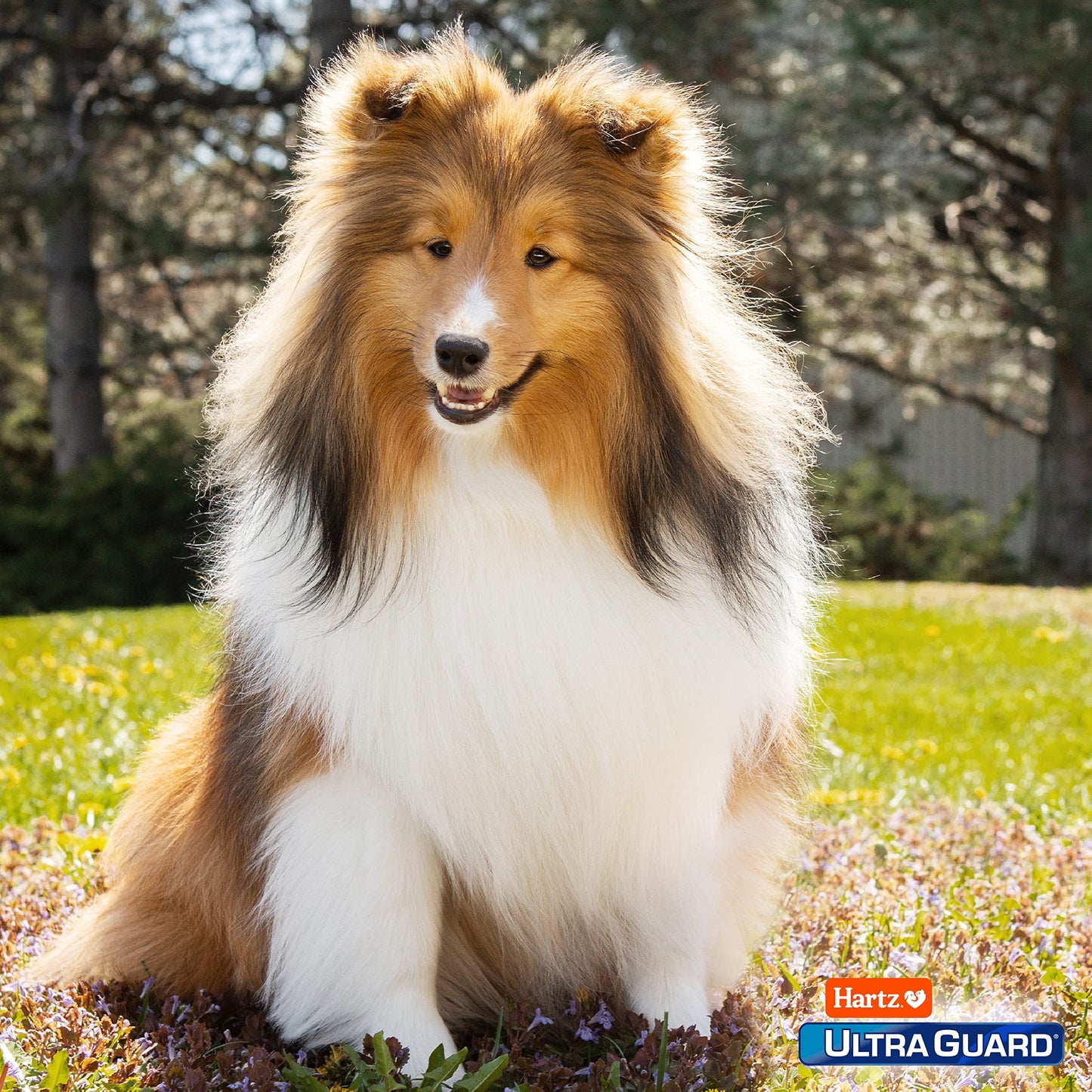 Hartz UltraGuard Rid Flea & Tick Oatmeal Dog Shampoo, 18 oz Bottle