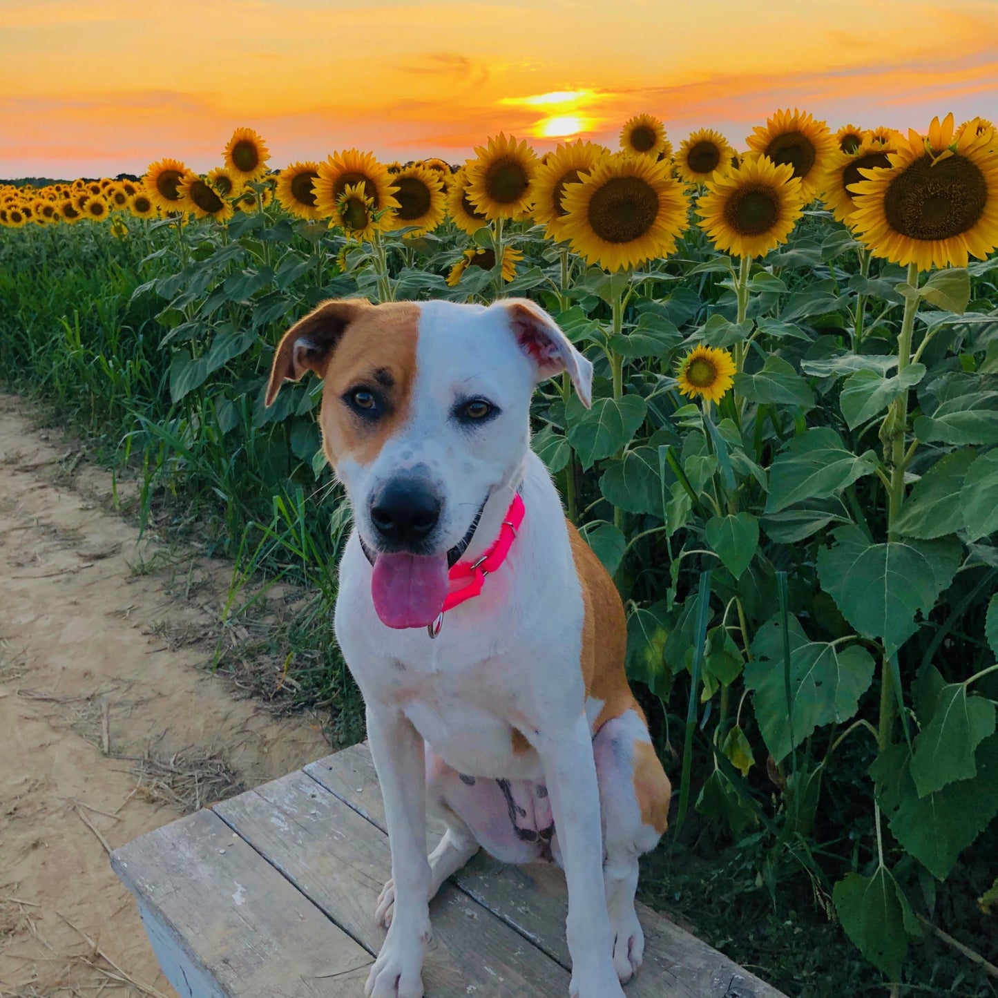 Country Brook Petz Martingale Dog Collar - Heavy-Duty Training Collar with No Buckle - Service Dog Collar for All Pups - Vibrant, Colorful Collection (Hot Pink, 1 Inch, Medium)